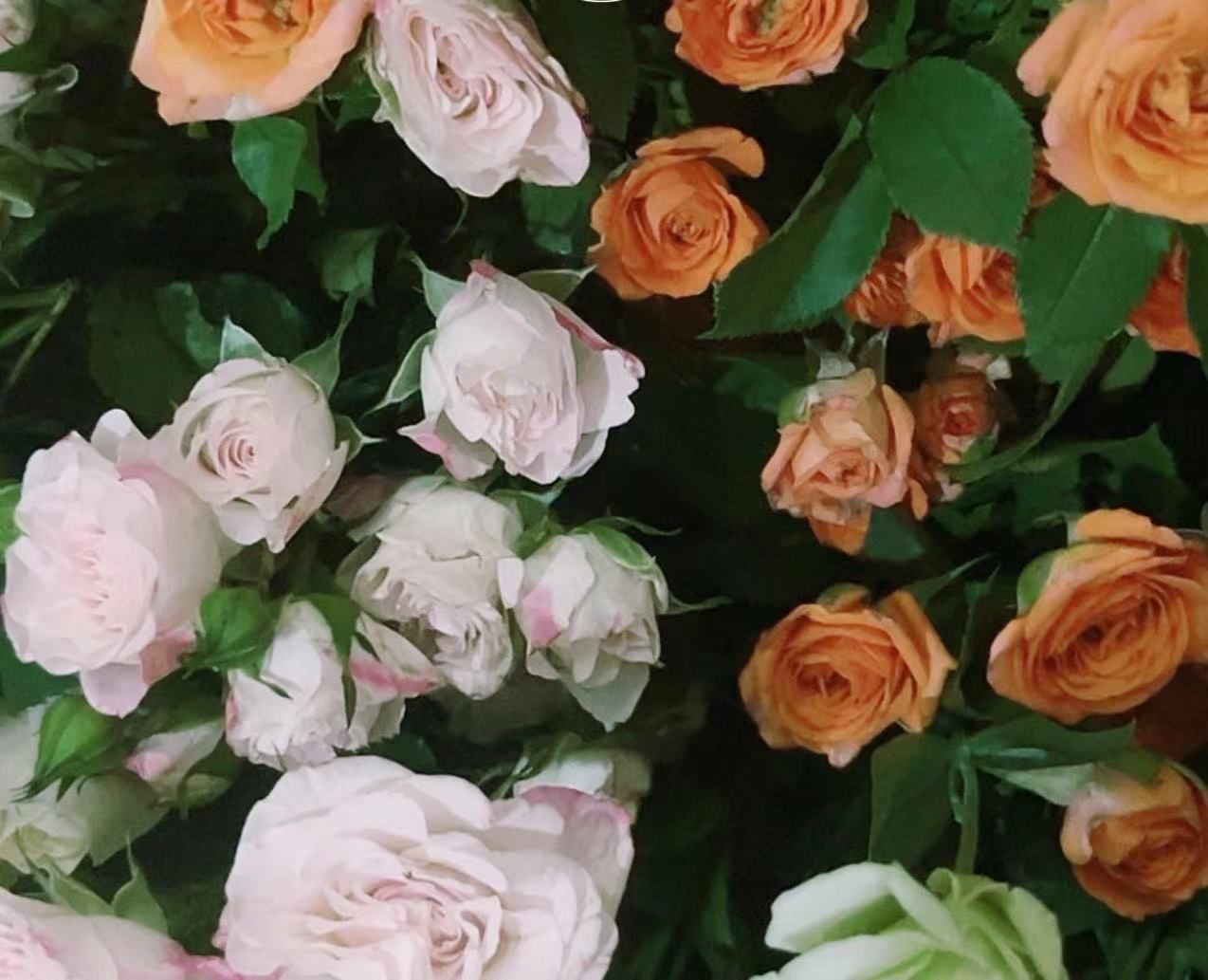 教师节祝福语简短 9月10日祝老师教师节快乐的语句