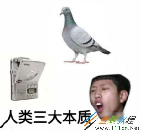 人类三大本质鸽子是什么意思 人类本质是鸽子这个梗是为什么