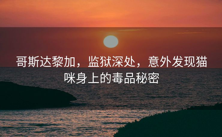 哥斯达黎加，监狱深处，意外发现猫咪身上的毒品秘密