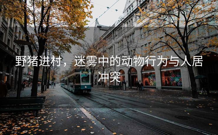 野猪进村，迷雾中的动物行为与人居冲突